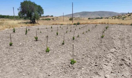 Eskişehirde GÜNYÜZÜM Projesi ile dikilen fidanlar yeşeriyor