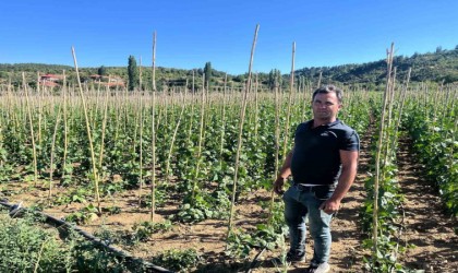 Fasulyede yüksek verim yüzleri güldürdü