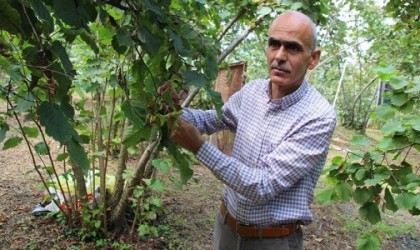 Fındık üreticisi hasat öncesi fiyatın açıklanmasını bekliyor