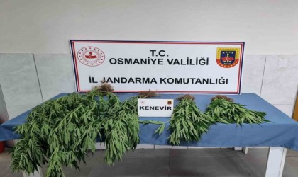 Jandarmadan uyuşturucu operasyonu: 10 gözaltı