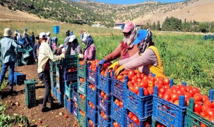 Kahramanmaraşta bin 700 dekar açık alanda domates üretimi yapılıyor