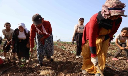 Kahramanmaraşta hasadın tamamlandığı tarım arazileri ikinci ürünle buluşturuluyor