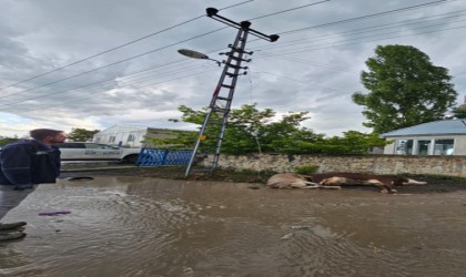 Karsta elektrik akımına kapılan 2 büyükbaş hayvan telef oldu