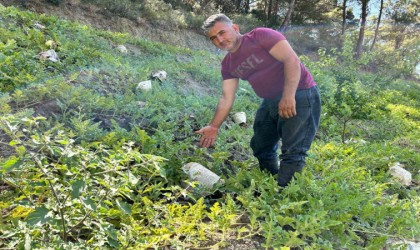 Kavurucu sıcağa karşı çözümü tarladaki karpuzları tek tek gazeteyle sarmakta buldu