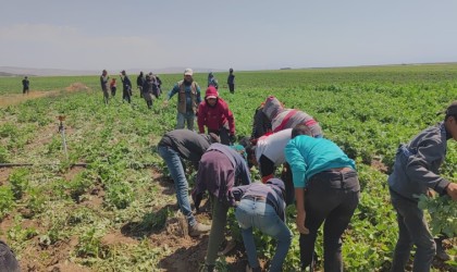 Kavurucu sıcakta ekmek parası için ter döküyorlar