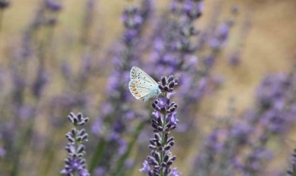 Kelebekler diyarında mavi kelebeği fotoğraflamak için yarıştılar