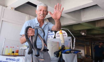 Koynunda beslediği yılanlar böyle ısırdı