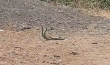 Köyün ortasında dans eden yılanlar kameraya yansıdı