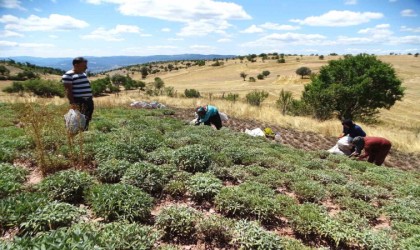 Kütahyanın üretim merkezi olan Karsaban köyünde adaçayı hasadı başladı