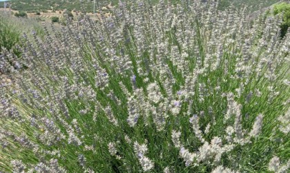 Lavanta kokulu köyde hasat başladı