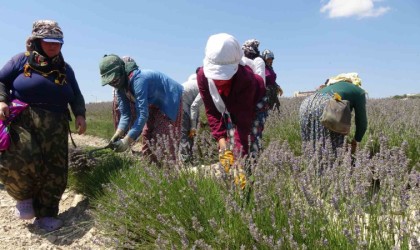 Litresi 750 TLden satılan ve susuz yetişen lavanta hasadı başladı