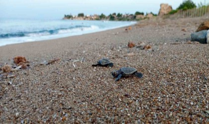 Manavgatta caretta caretta koruma çalışmaları sürüyor