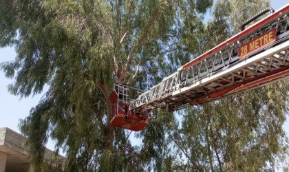 Mardinde ağaçta mahsur kalan adam kurtarıldı