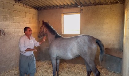 Milyonluk Arap ve İngiliz yarış atları Şanlıurfada yetişiyor