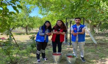 Niğdede gönüllü gençler cami temizliği ile kiraz hasadı yaptı