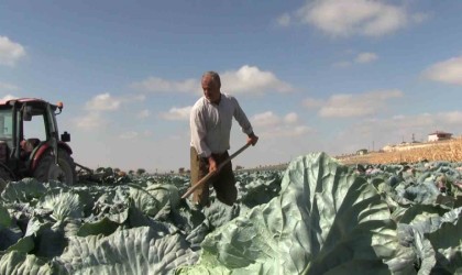 Niğdede turfanda lahana hasadına başlanıldı