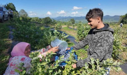 Orduda mavi yemiş kazandırıyor