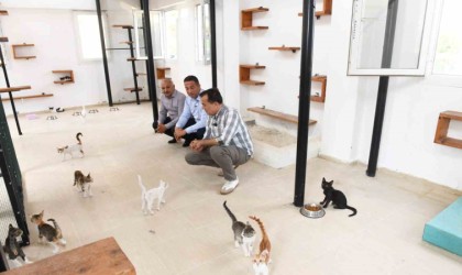 Özyiğit: 3 aylık bir sürede 11 köpeğimizi sahiplendirdik