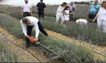 Paşalimanı Adasında lavanta hasadı gerçekleşti