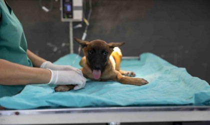 Sahibi tarafından terk edilen köpek, bakımevindeki tedaviyle iyileşiyor