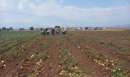 Sandıklıda 40 bin dekar alanın üzerinde ekimi yapılan patates hasatı başladı