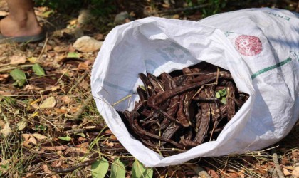 Şifa deposu keçiboynuzunda zorlu hasat başladı