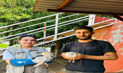 Silopide yaralı bulunan peçeli baykuş tedavi altına alındı