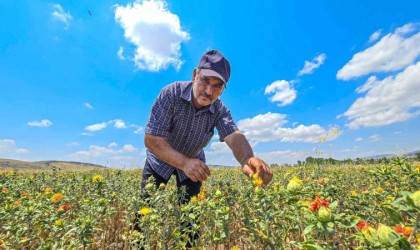 Tokatta ilk kez ekti, şimdi satacak yer arıyor