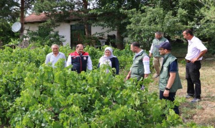 Üzümlü de dolu zarar verdi