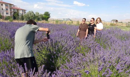 Vanda rengarenk tıbbi bitkilerin hasadı yapıldı