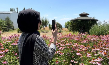 Vanda tıbbi bitkiler, doğal fotoğraf stüdyosuna döndü