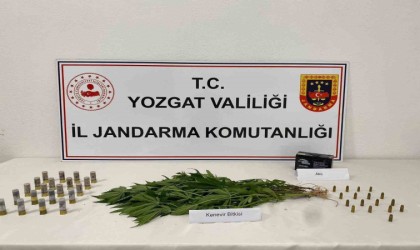 Yozgatta 14 kök kenevir ele geçirildi