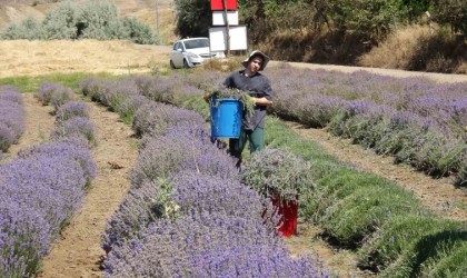 Yozgatta hububata alternatif olarak ekilen lavanta üreticinin gözdesi oldu