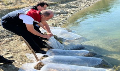 750 bin sazan yavrusu Tekirdağdaki göletlere bırakılacak