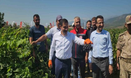 98 bin ton rekoltenin beklendiği Hassa üzümünde hasat vakti