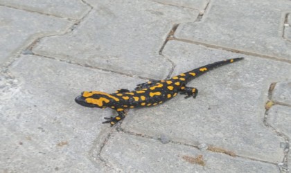 Adıyamanda sarı benekli semender görüldü