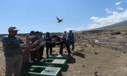 Ağrı Dağı Milli Parkına kınalı keklikler salındı