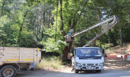 Alanya Belediyesinden doğa mirası ağaçlara bakım ve rehabilitasyon