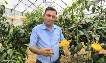 Alanyada mango hasadı başladı