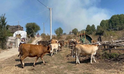 Alevlenen yangından hayvanlarını böyle kaçırdı