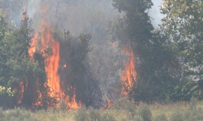 Altınözünde çıkan zeytinlik yangını itfaiye ekiplerin müdahalesiyle söndürüldü