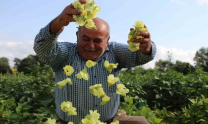 Amasyanın ‘tescilli sarı altını çiçek bamyası altından daha kolay satılıyor