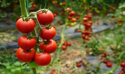 Antalyada 2019dan sonra domates üretiminde rekor düşüş