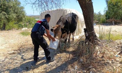 Antalyada ahır yangını: 3 inek, 12 keçi telef oldu