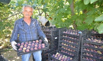 Antalyada incir hasadı başladı