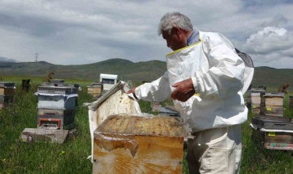 Ardahanda coğrafi işaretli bal hasadı başladı; 450 ton bal üretimi bekleniyor