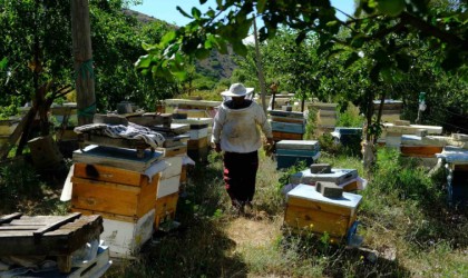 Arıcılar hasat için gün sayıyor