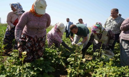 Balıkesirde alım garantili bamya hasadı başladı