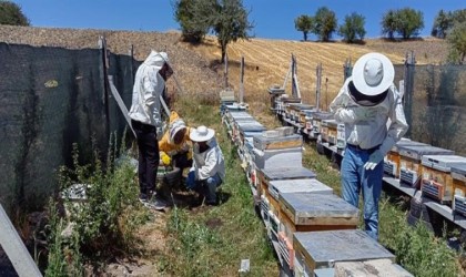 Bilecikte bal üretimi 88 tondan 221 tona çıktı