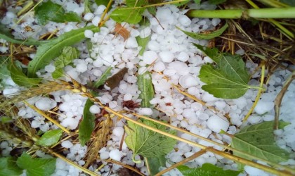 Çamelinde şiddetli dolu ekili arazilere zarar verdi